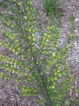 Boronia Flowers on Boronia Clavata     Australian Native Plants Nursery     Plants