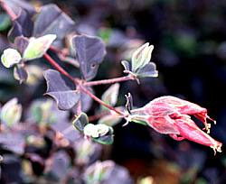 Kangaroopawyellow Flowers on Brachysema Praemorsum  Bronze Butterfly      Australian Native Plants