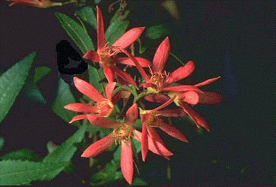 Kangaroopawyellow Flowers on Ceratopetalum Gummiferum  Alburys Red      Australian Native Plants