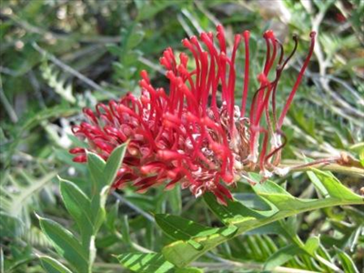 Kangaroopawyellow Flowers on Grevillea  Boongala Spinebill      Australian Native Plants Nursery