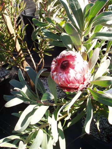 Kangaroopawyellow Flowers on Protea  May Day      Australian Native Plants Nursery     Plants