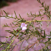Eremophila divaricata