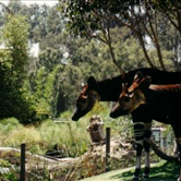 Taronga Zoo African Exhibit