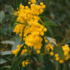 Acacia saligna