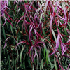Agonis flexuosa Burgundy