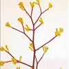 Anigozanthos 'Yellow Gem'