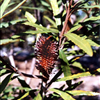 Banksia plagiocarpa