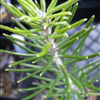Banksia grossa