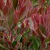 Callistemon 'Red Alert'