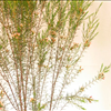 Chamelaucium axillare