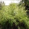 Grevillea 'White Wings'
