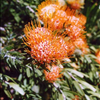 Leucospermum erebescens