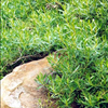 Myoporum montanum