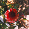 Protea susannae